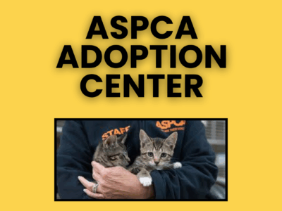 ASPCA Adoption Center – Find a Loving Cat Companion